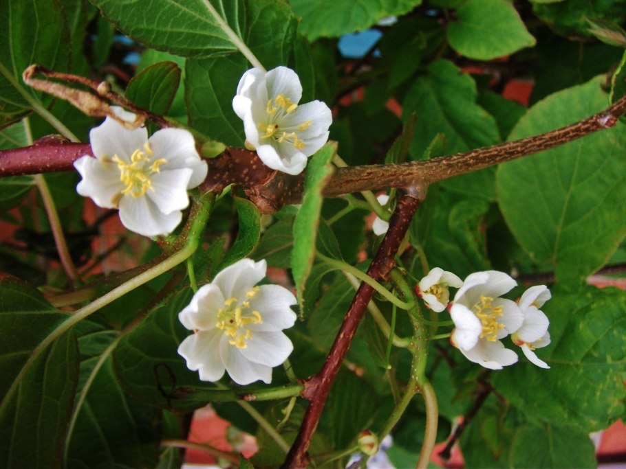 Актинидия коломикта цветки