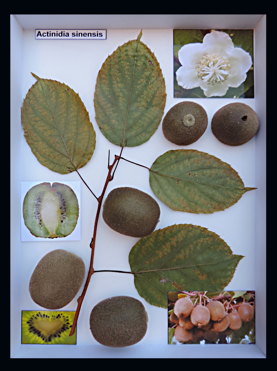 Актинидия джиральда