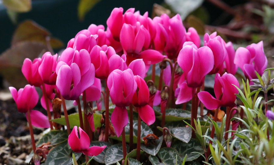 Cyclamen (Cyclamen europaeum) цикламен Европейский