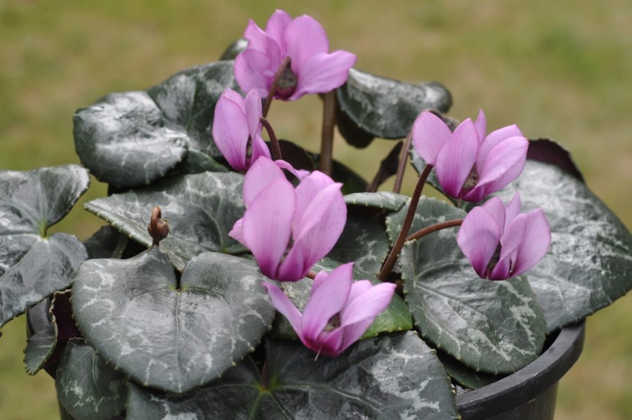 Colchicum цикламен