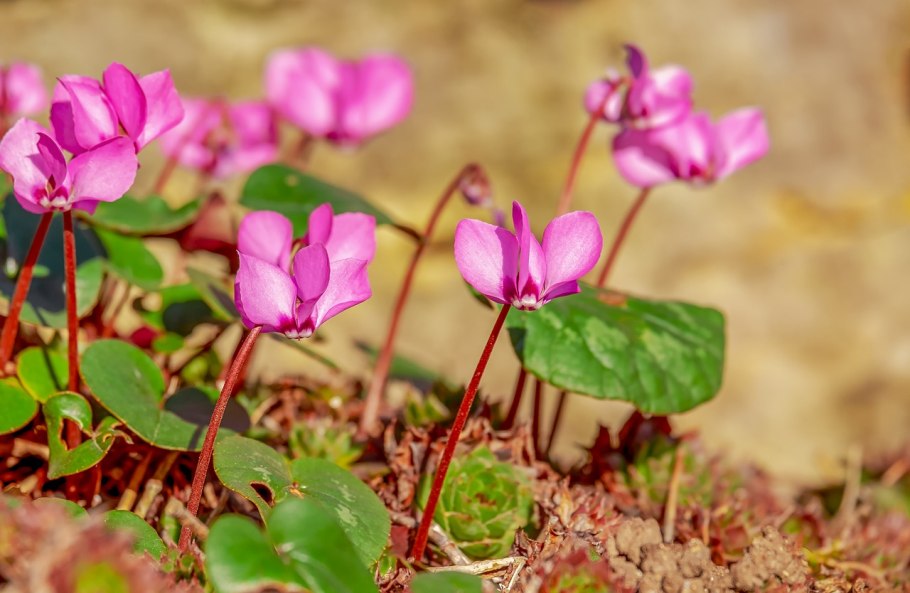 Цикламен Кузнецова (Cyclamen Kuznetzovii)