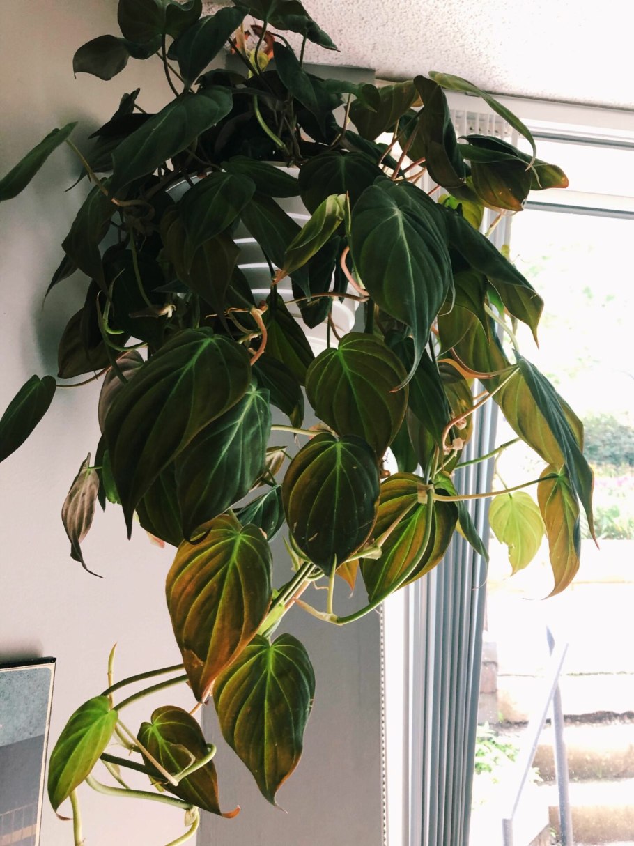Филодендрон Scandens Micans