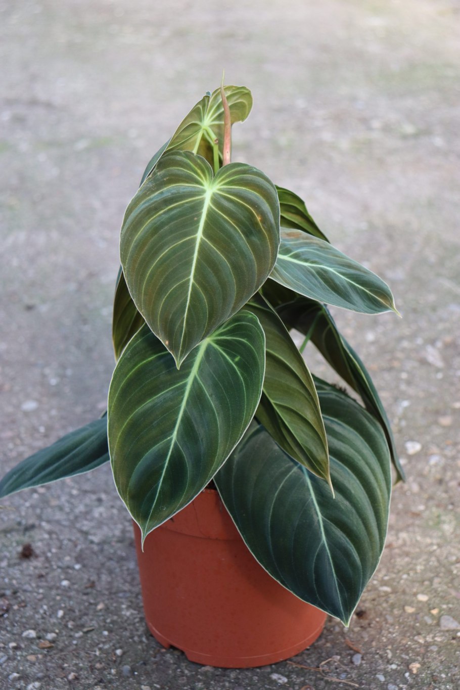Филодендрон (Philodendron) Black Cardinal