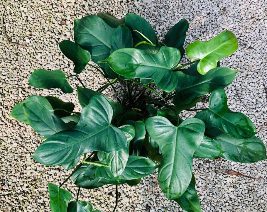 Филодендрон melanochrysum