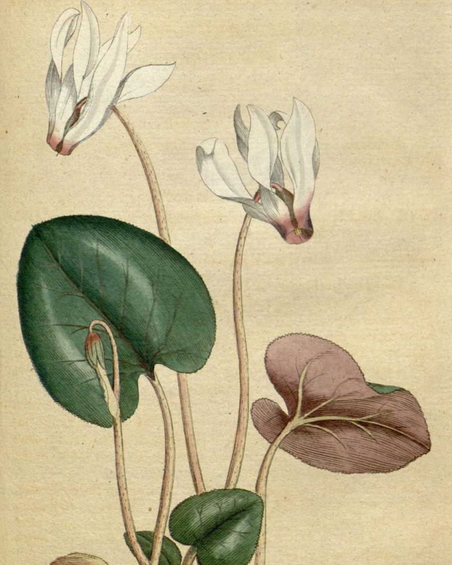 Cyclamen Japanese Art
