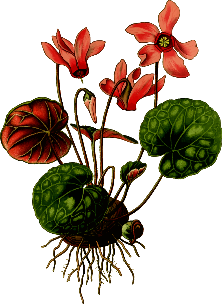 Cyclamen coum Ботаническая иллюстрация