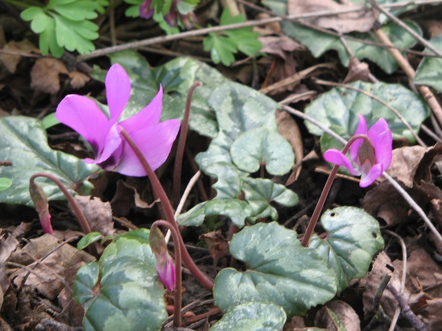 Cyclamen europaeum Cyclamen d4 что это такое