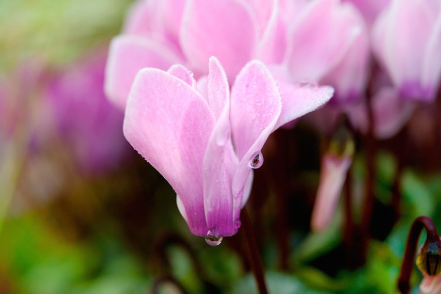 Цикламен пурпурный Cyclamen PURPURASCENS