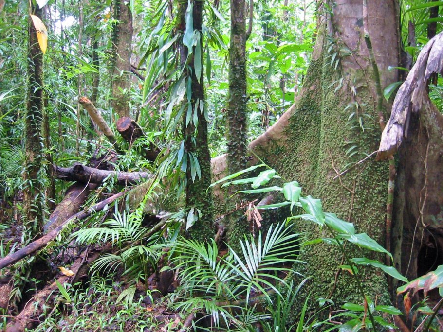 Daintree Rainforest Австралия