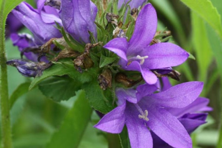 Колокольчик Латифолия Альба