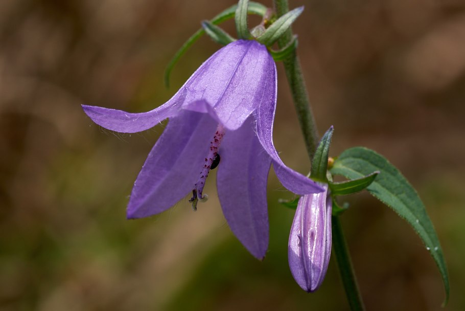Колокольчик рапунцелевидный