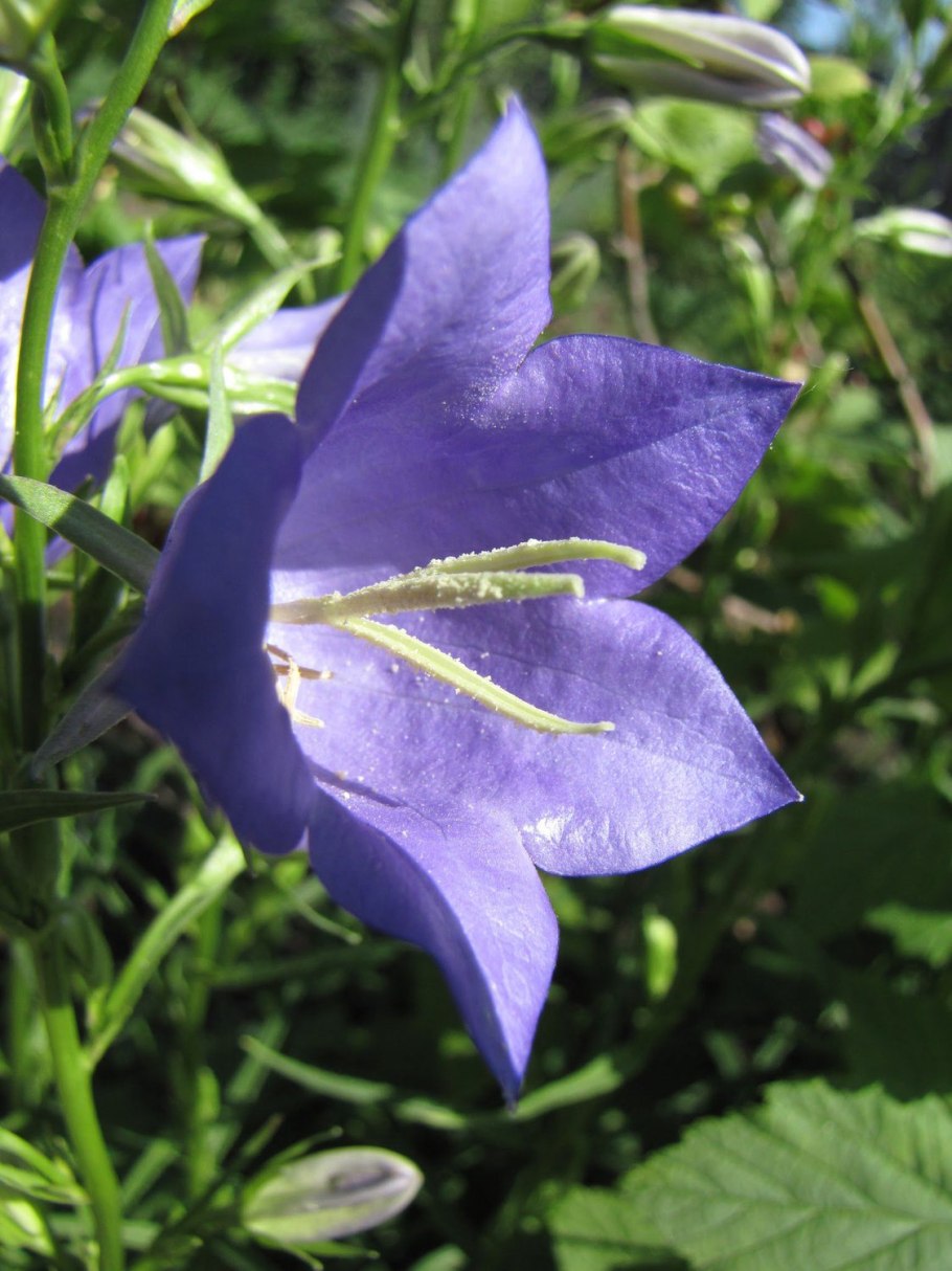 Колокольчик(Campanula) Iris