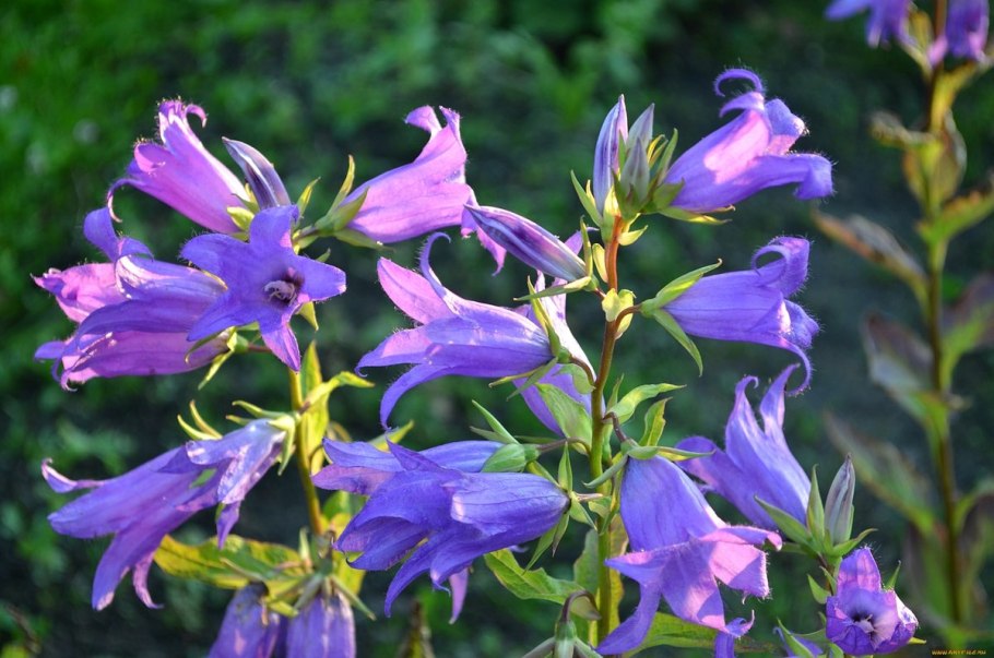 Колокольчик широколистный многолетний