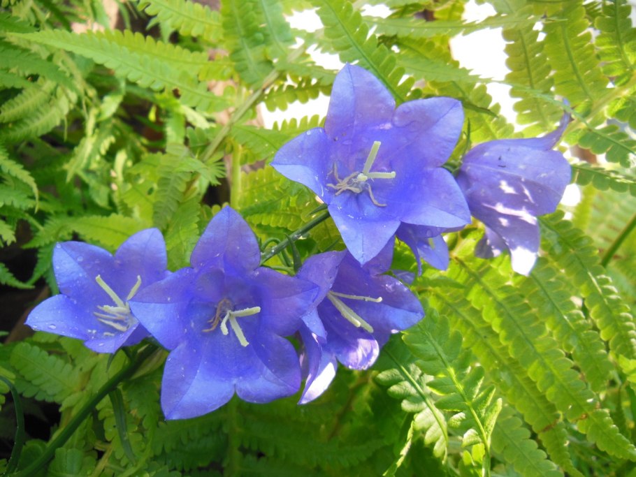 Campanula (колокольчик) trachelium