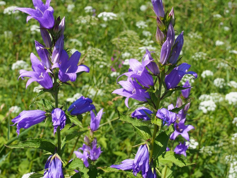 Колокольчик Campanula Bernice