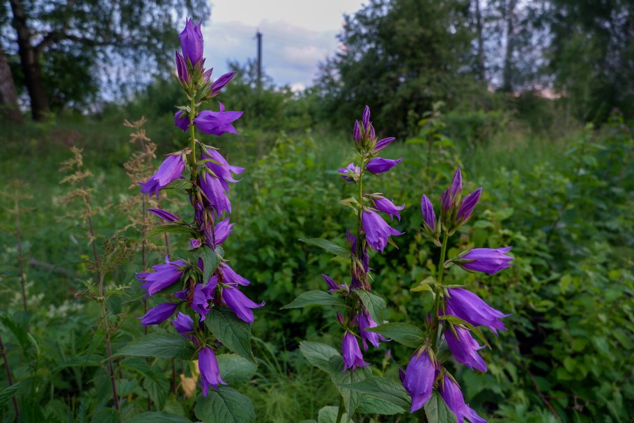 Колокольчик крапиволистный широколистный