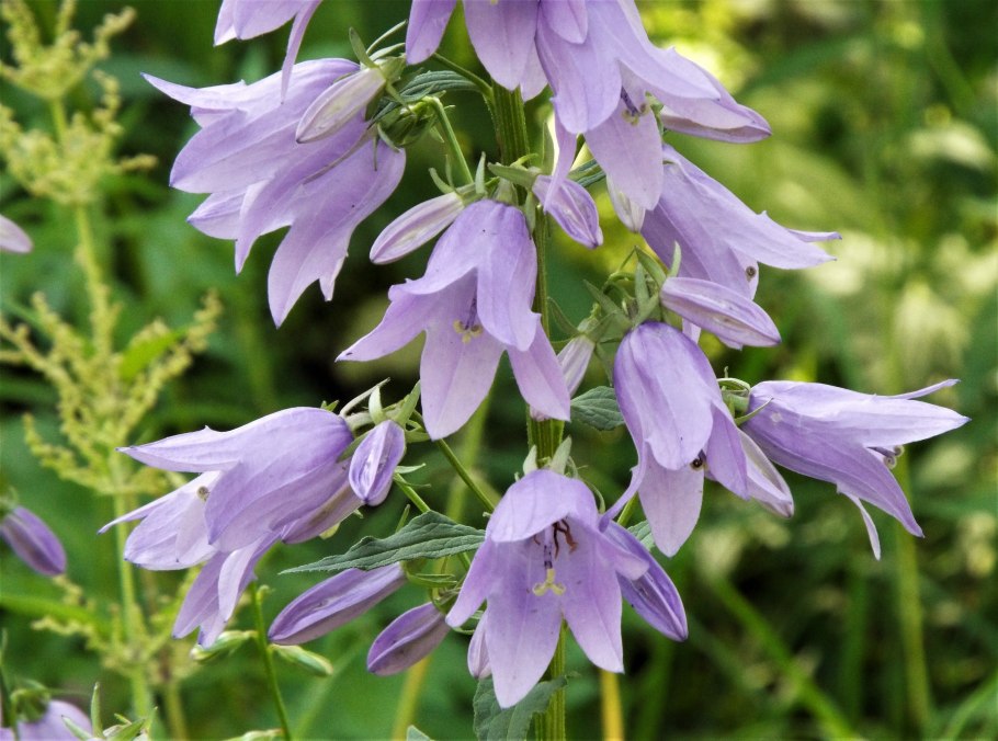 Колокольчик Нефедова лат Campanula nefedovii