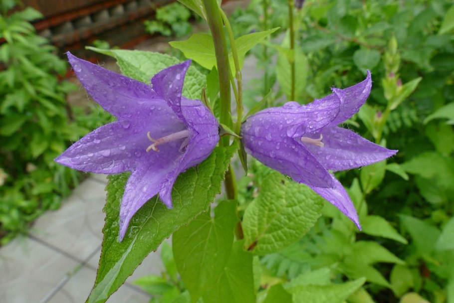 Campanula latifolia l. колокольчик широколистный