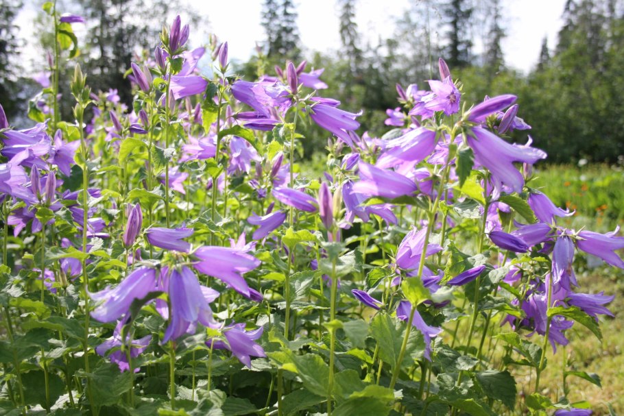 Колокольчик скученный Campanula glomerata
