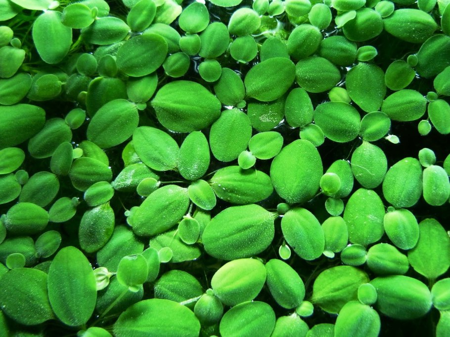 Писция аквариумная