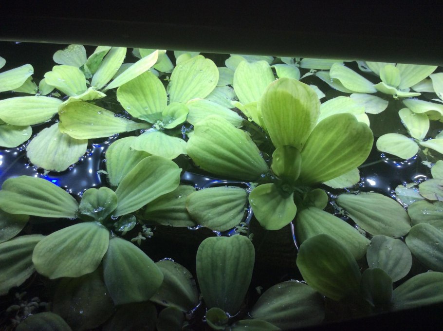 Аквариумное растение Пелия