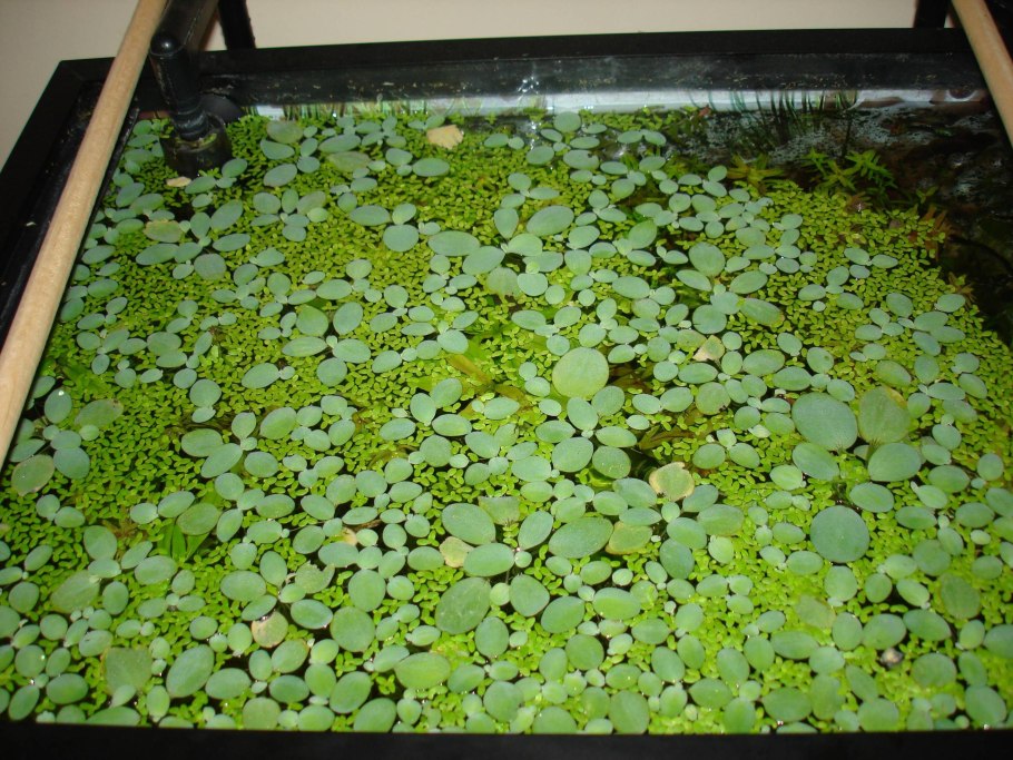 Пистия для аквариума