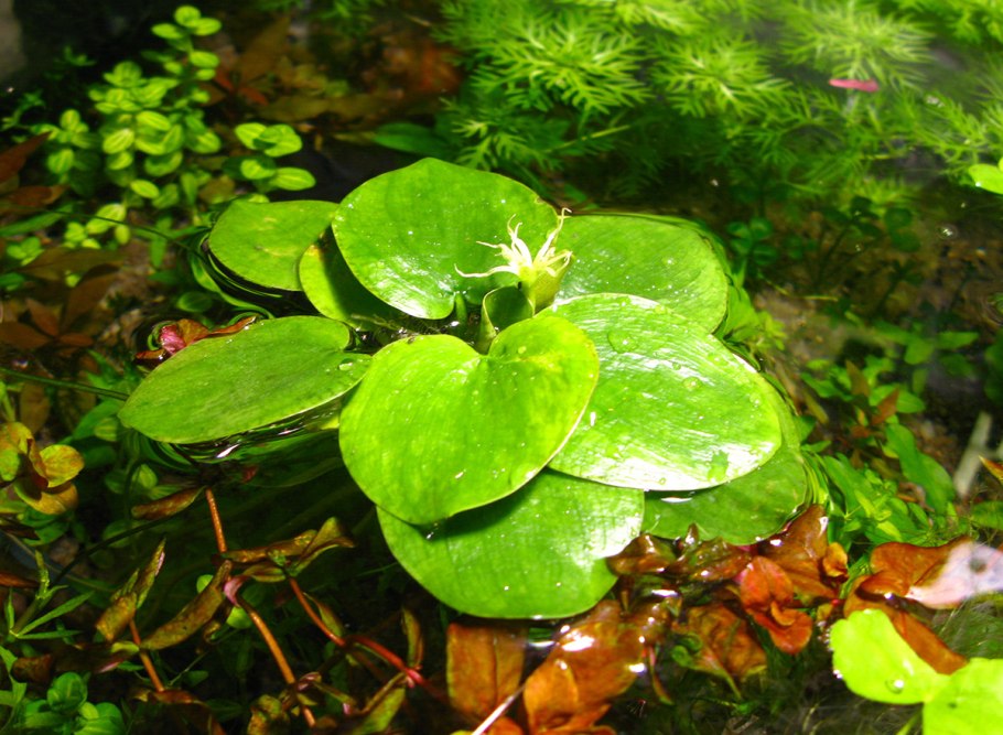 Пистия в биотопном аквариуме