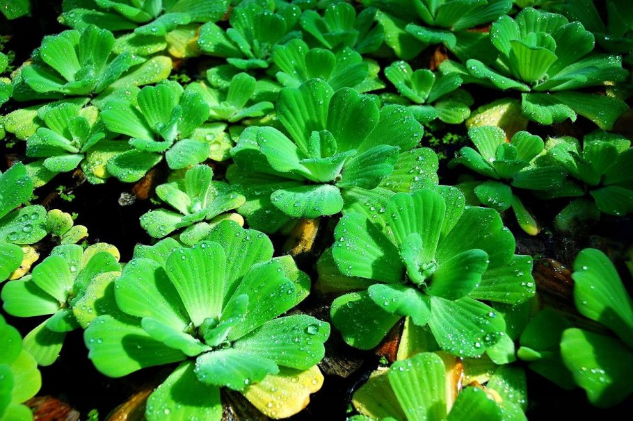 Пистия телорезовидная Pistia Stratiotes
