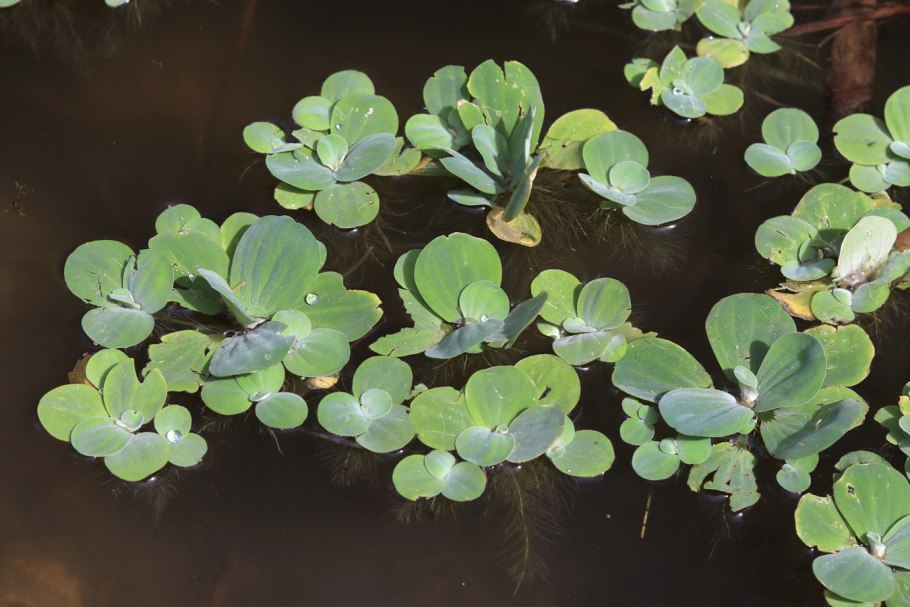 Hydrocotyle leucocephala