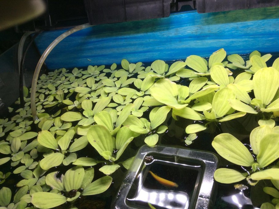 Пистия телорезовидная в аквариуме