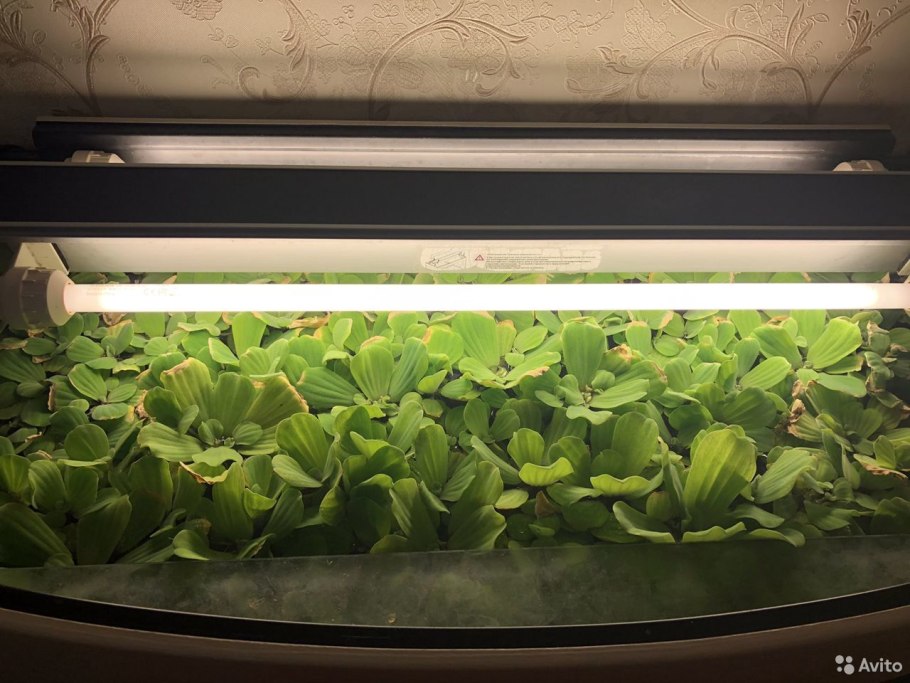 Пистия для аквариума корни