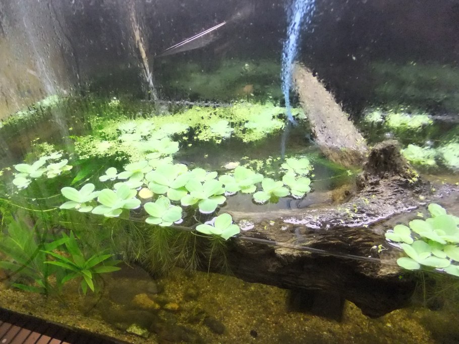 Пистия Stratiotes аквариумные растения