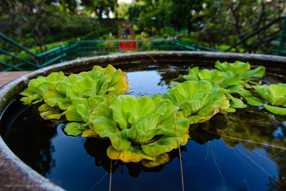 Пистия - водяная роза