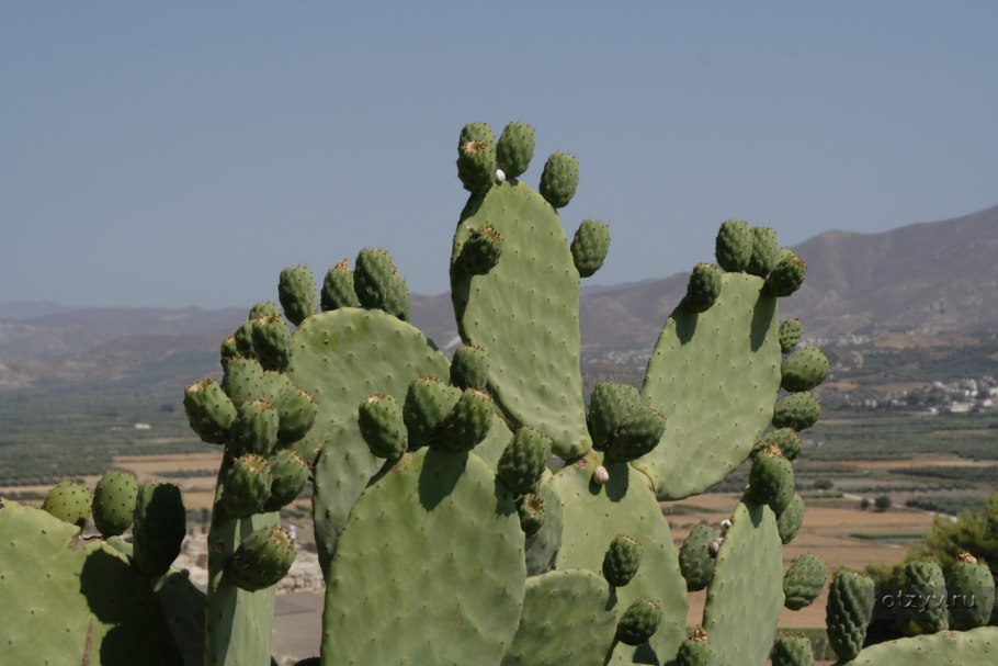 Кактус Чолла (Cholla)