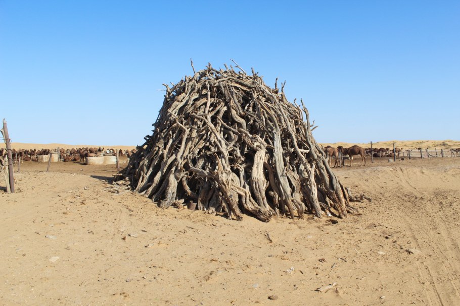 Саксаул черный Haloxylon aphyllum
