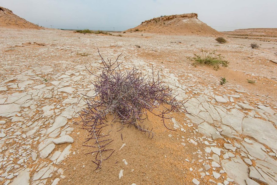 Саксаул черный Haloxylon aphyllum