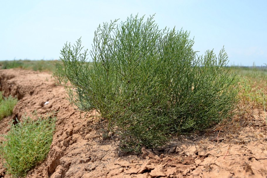 Анабазис ежовник безлистный