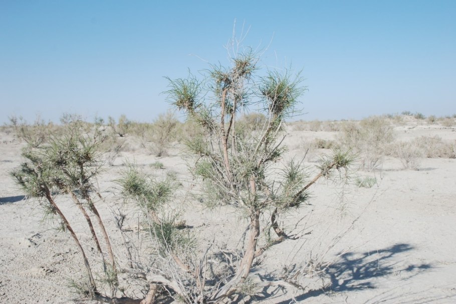 Саксаул Зайсанский