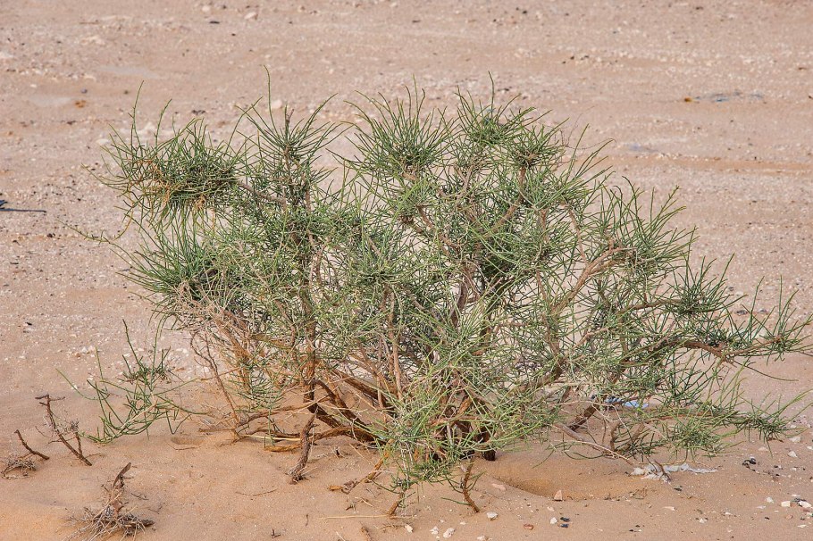 Haloxylon salicornicum