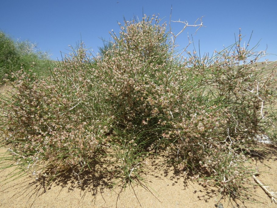 Джузгун (Calligonum)