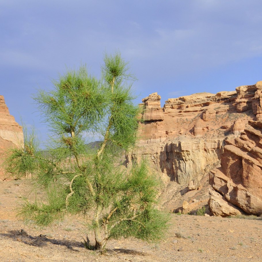Саксаул растение пустыни