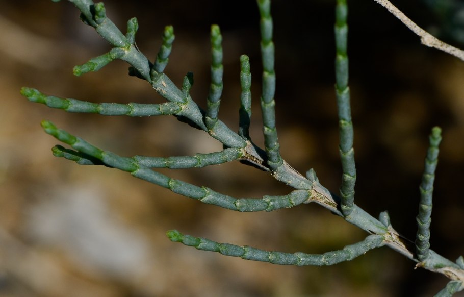 Саксаул чешуйки
