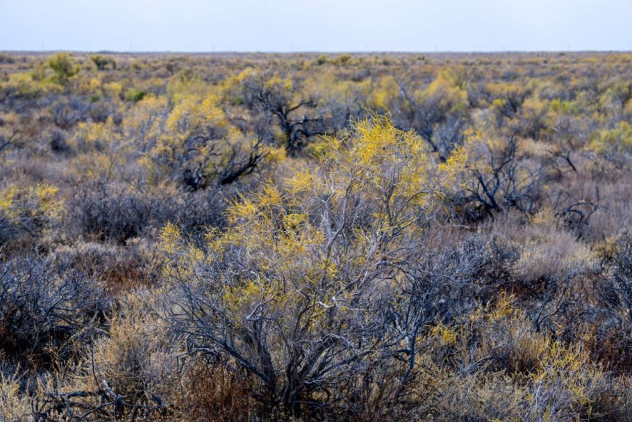 Казахстан саксауловые леса