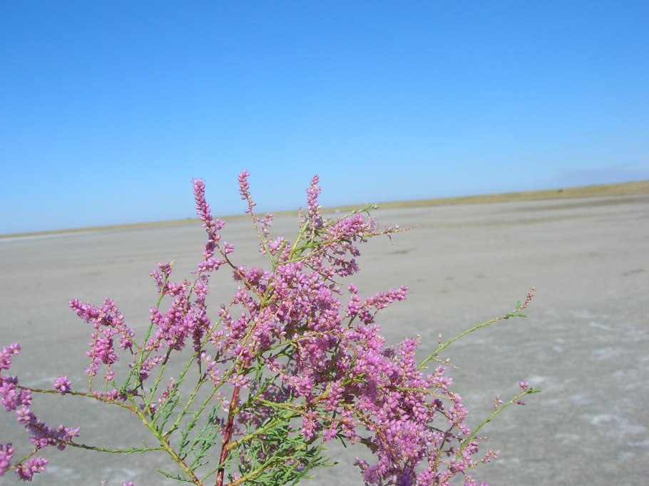 Саксаул цветение