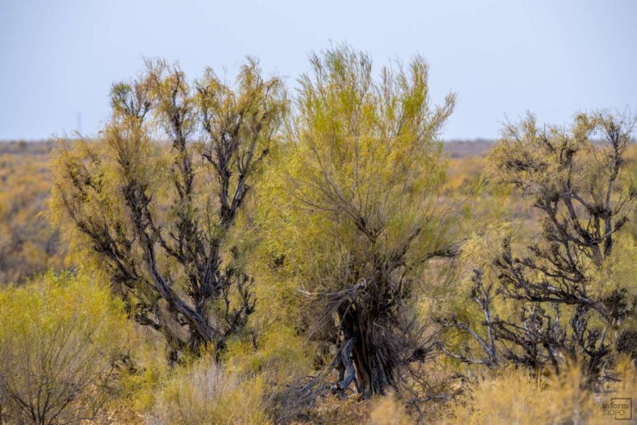 Саксаул Зайсанский
