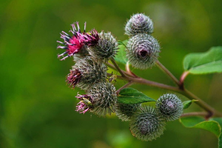 Лопух репейник