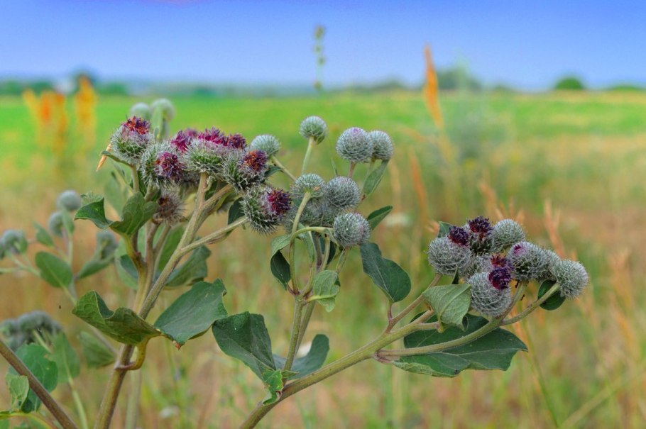 Репейник медонос