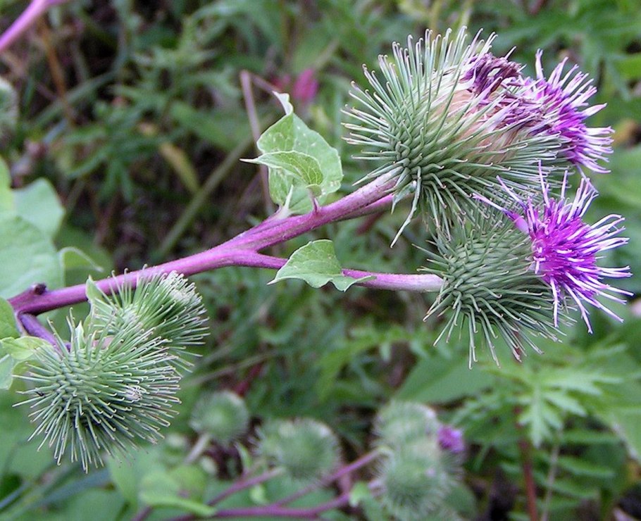 Лопух Arctium Lappa