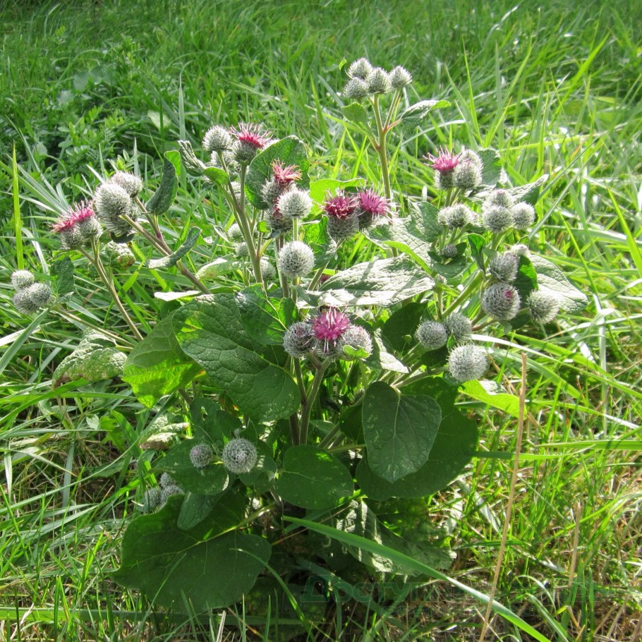 Лопух большой репейник