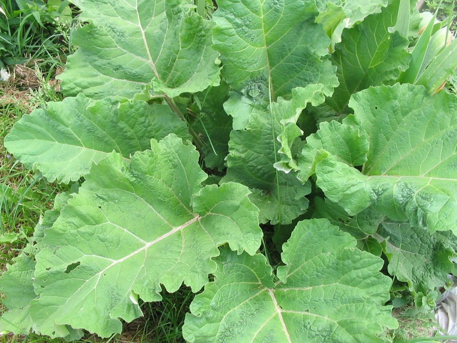 Огуречный лопух